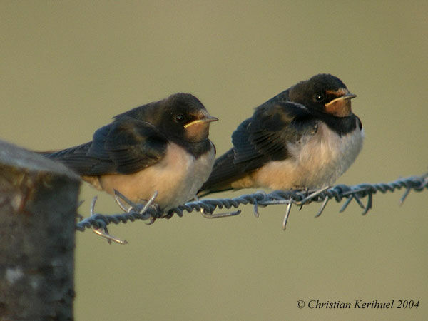 Hirondelle rustique