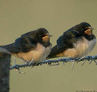 Barn Swallow