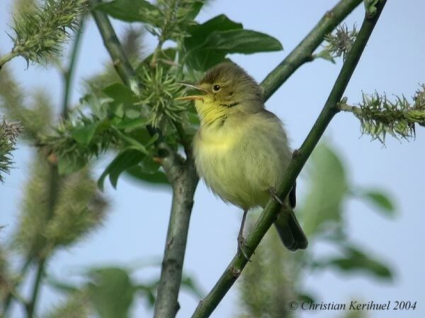 Melodious Warbler