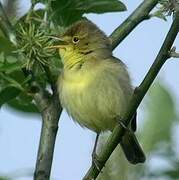 Melodious Warbler