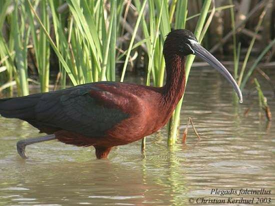 Ibis falcinelle