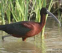 Ibis falcinelle