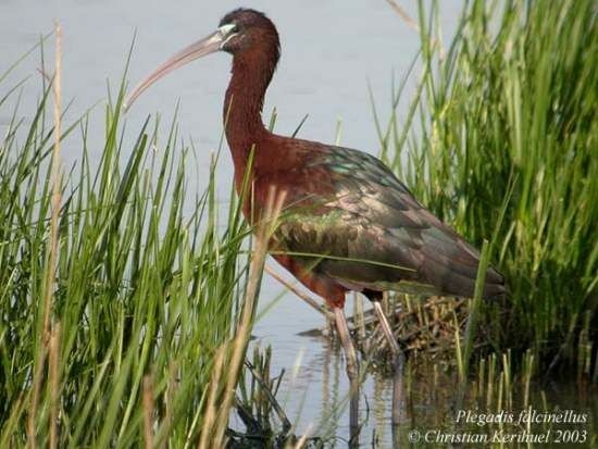 Glossy Ibis