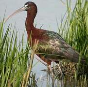 Ibis falcinelle