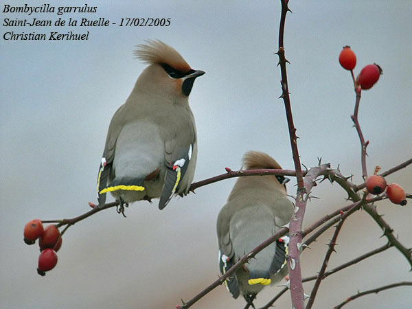 Bohemian Waxwing