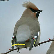 Bohemian Waxwing