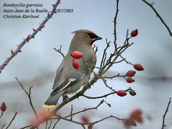 Bohemian Waxwing