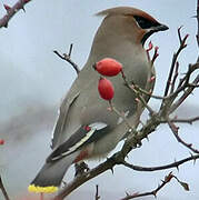 Bohemian Waxwing