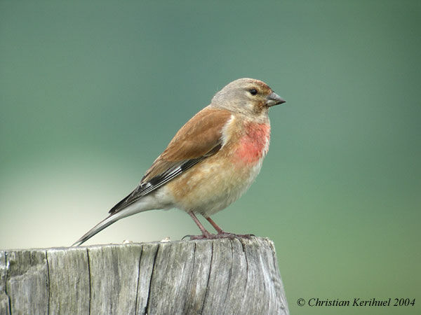 Linotte mélodieuse