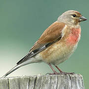 Common Linnet