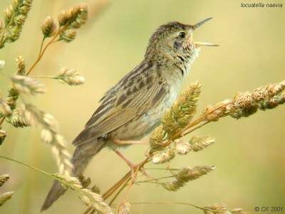 Common Grasshopper Warbler