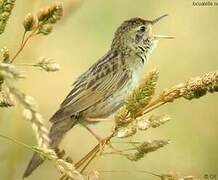 Common Grasshopper Warbler