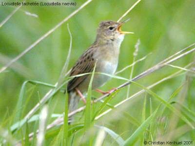 Common Grasshopper Warbler