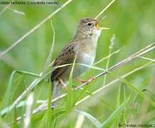 Common Grasshopper Warbler