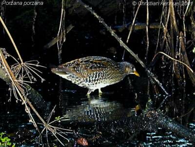 Spotted Crake