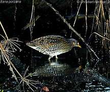 Spotted Crake