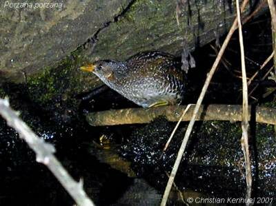 Spotted Crake