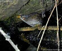 Spotted Crake