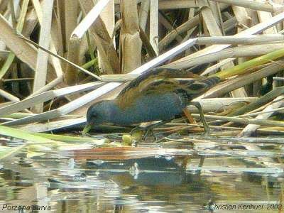 Little Crake