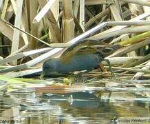 Little Crake