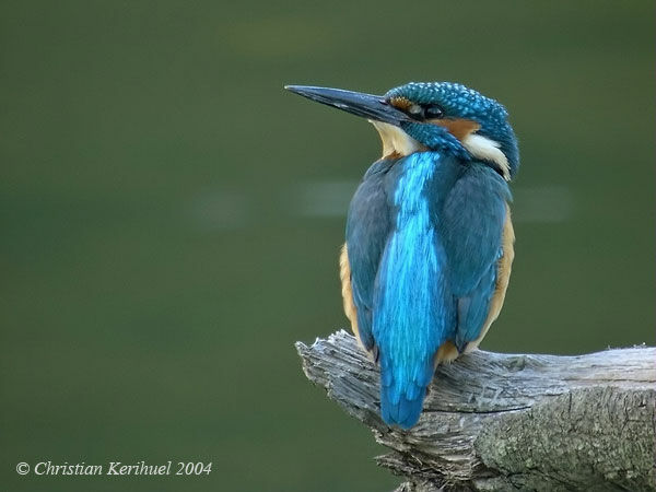 Common Kingfisher