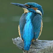 Common Kingfisher