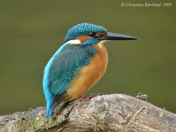 Common Kingfisher