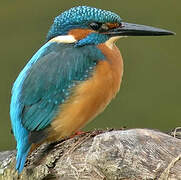 Common Kingfisher