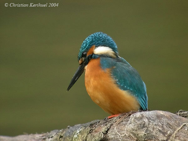 Martin-pêcheur d'Europe