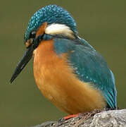 Common Kingfisher