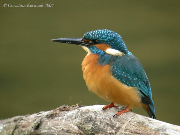 Common Kingfisher