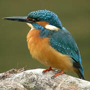 Common Kingfisher