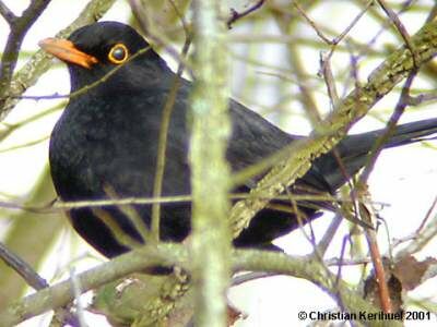 Common Blackbird