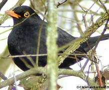 Common Blackbird