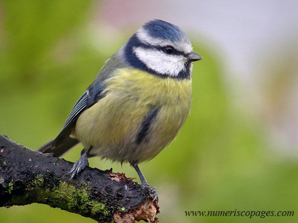 Mésange bleue