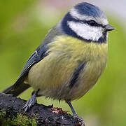 Mésange bleue