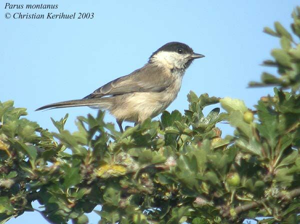 Willow Tit