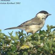 Willow Tit