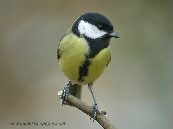 Mésange charbonnière