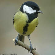 Great Tit