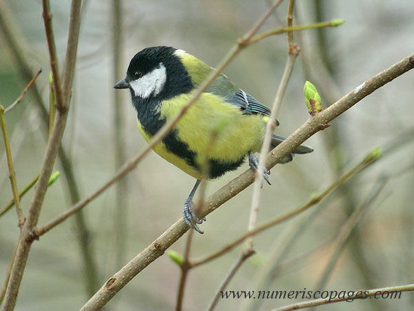 Great Tit