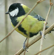 Mésange charbonnière