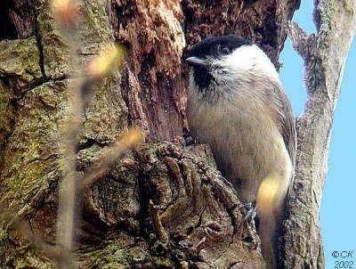 Mésange nonnette