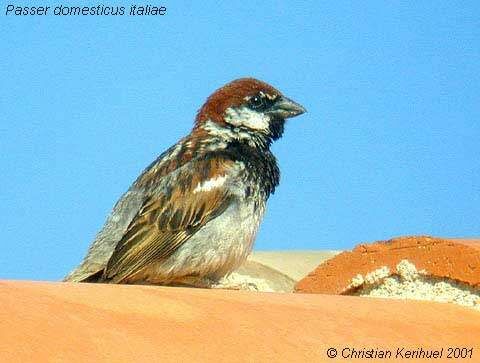 Italian Sparrow