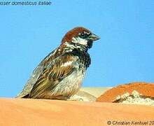 Italian Sparrow