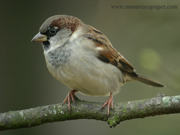 Moineau domestique