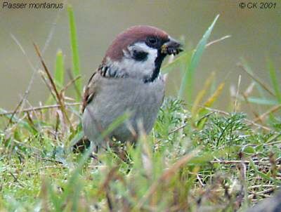 Eurasian Tree Sparrow