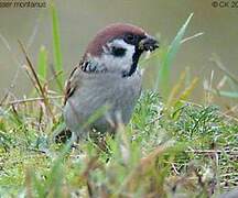 Eurasian Tree Sparrow