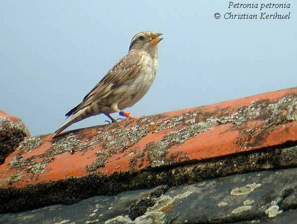 Rock Sparrow