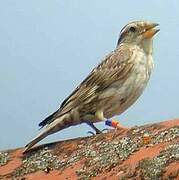 Rock Sparrow